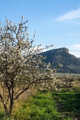 tree in spring