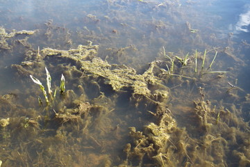 Algae in water puddles during spring time