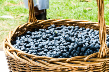 Fototapeta na wymiar basket full of blueberries