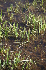 Green grass under a puddle water flood