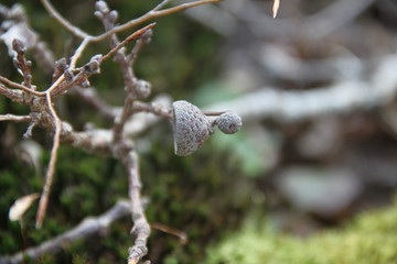 Squirrel oak acorn in the green tar moss