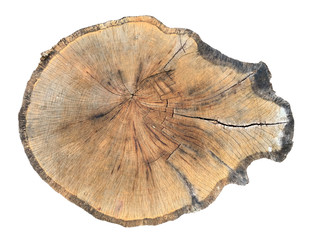 tree wood trunk slice