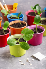 Zucchini courgette or squash seedlings  growing in colorful pots. Ready to planting out. Gardening concept. Copy space.