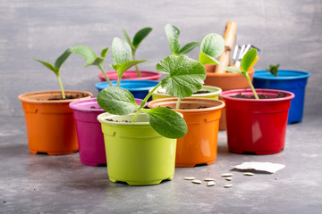 Zucchini courgette or squash seedlings  growing in colorful pots. Ready to planting out. Gardening concept. Copy space.