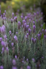Naklejka premium Lavender flowers. Close up view of lavender flowers in a garden flowerbed