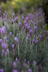 Lavender flowers.  Close up view of lavender flowers in a garden flowerbed