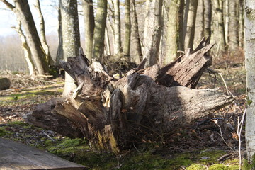 Drift wood old tree stump in the alsatian forest