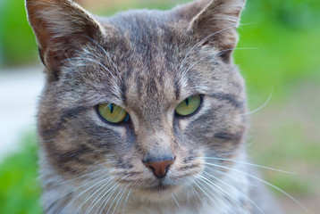 grey cat with green eyes