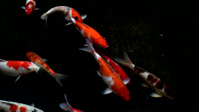 Red and orange Koi fish swim footage close up view with dark background