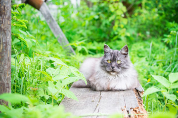 Naklejka na ściany i meble Gray fluffy Siberian cat sitting on an old wooden bench outdoors in summer