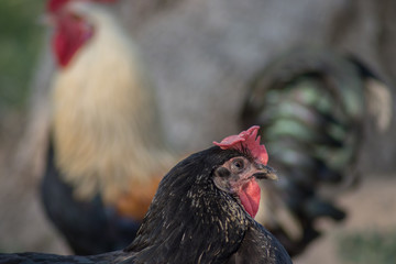 Gallina negra 