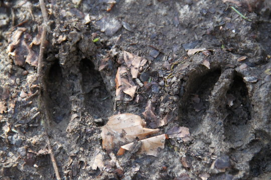 Roe deer foot print in the mud