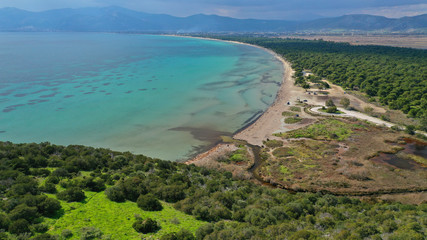 Aerial drone photo of beautiful turquoise beach and rare pine tree forest of Shinias area of Attica a natural preserve, Greece