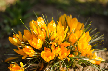 A bush of beautiful yellow crocuses close-up