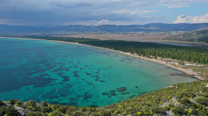 Aerial drone photo of beautiful turquoise beach and rare pine tree forest of Shinias area of Attica a natural preserve, Greece