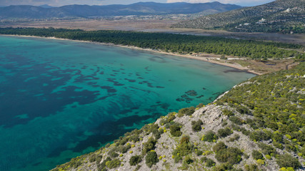 Aerial drone photo of beautiful turquoise beach and rare pine tree forest of Shinias area of Attica a natural preserve, Greece