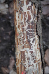Woodworms bark tree trunk in the forest