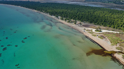 Fototapeta na wymiar Aerial drone photo of beautiful turquoise beach and rare pine tree forest of Shinias area of Attica a natural preserve, Greece