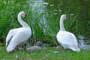 łabędzie © marsad