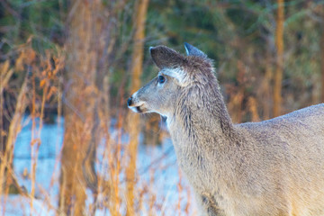 Close up Deer