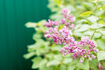 Branches with blooming bunches of lilac in the garden selective focus.bush with blooming bunches of pink, purple lilac. A beautiful sping flowers