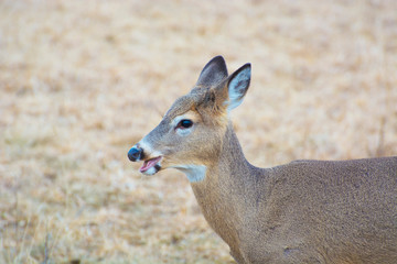 Smiling Deer