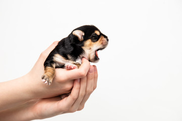 a small puppy yawns a black Yorkshire Terrier in his hands on a white background