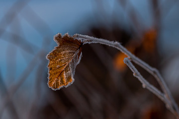 frosted leaf in the morning