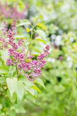 Branches with blooming bunches of lilac in the garden selective focus.bush with blooming bunches of pink, purple lilac. A beautiful sping flowers