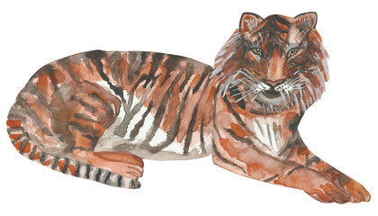 Watercolor hand painted nature wild animal composition with tiger in the black and orange striped lying isolated on the white background for tropical zoo design elements and cards