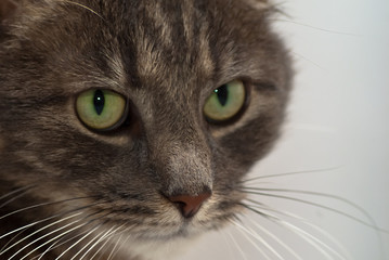 grey cat with green eyes, looking carefully