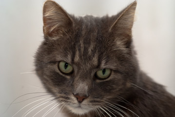 grey cat with green eyes, looking carefully