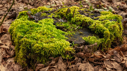 Moss im Wald auf den alten Baustämmen