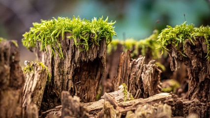 Moss im Wald auf den alten Baustämmen