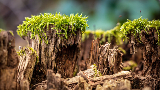 Moss im Wald auf den alten Baust&auml;mmen