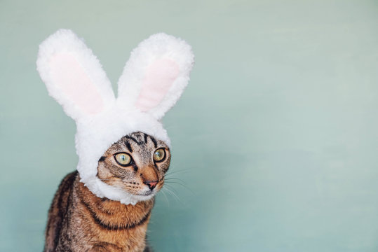 uropean Shorthair young cat dressed as rabbit, close up.