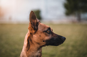 Brown dog portrait by sunset. Small brown dog. Dog in park.