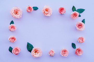 Frame made of fresh pink roses in full bloom and green leaves on pastel violet background.