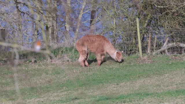 Alpac Domesticated Animal And Robin Wild Bird In English Countryside