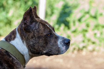 black dog's mouth close-up