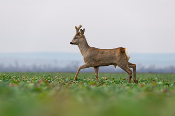 Curious roe deer standing in the field	