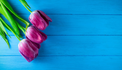 Three purple tulips on a blue  table.
