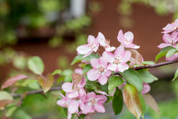 A blooming branch of apple tree in spring.Pink flowers and bud of Wild Apple tree. Spring background with Apple tree blossom. Malus floribunda, common name Japanese flowering crabapple