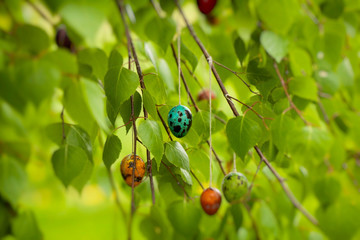 Colored easter quail eggs, hanging on birch branch. Easter concept.