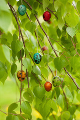 Fototapeta premium Colored easter quail eggs, hanging on birch branch. Easter concept.