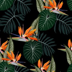 Obrazy  Tropikalne kwiaty strelicji, ciemnozielone liście, czarne tło. Wzór. Ilustracja liści dżungli. Rośliny egzotyczne. Letnia plaża kwiatowy wzór. Rajska przyroda.