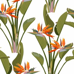 Bird of paradise tropical orange flower seamless pattern. Jungle exotic plant for fabric design. South African blossom flower, strelitzia. Floral wallpaper. White backdrop.