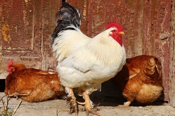 White cock and hens in the village