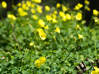 Yellow wildflowers in sunlight