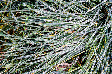 Green grass covered with frost close-up. The onset of winter, the first snow, cold. Late autumn.
